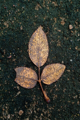 Golden Memories of Nature 🍂✨
