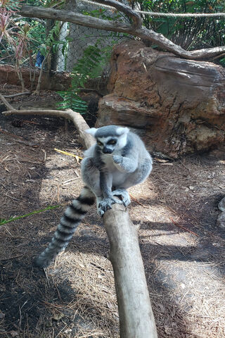 Lemur Lounge: A Day in the Life of a Playful Primate 🐾