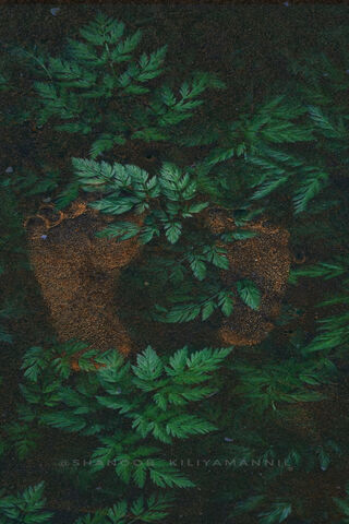 Nature's Embrace: The Leefy Footprint 🌿👣