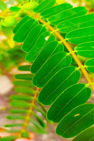 Leafy Wonders: Nature's Green Palette 🍃