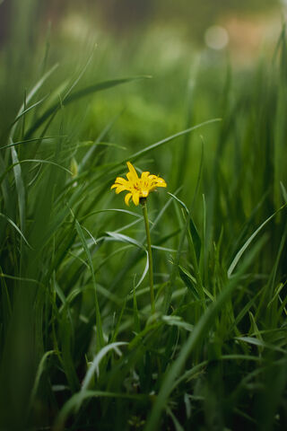 Sunshine in the Grass 🌼✨