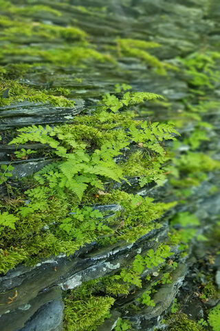 Nature's Green Tapestry: The Moss Wall