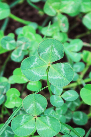 Clover Dreams: Crafting Your Fortune 🍀✨