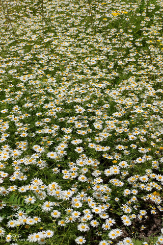 Manzanilla Chamomile