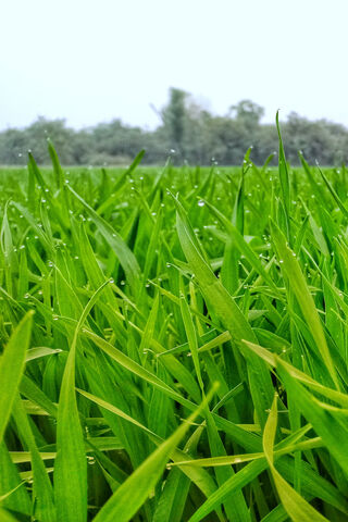 Awakening Nature: The Beauty of Morning Dew 🌿✨