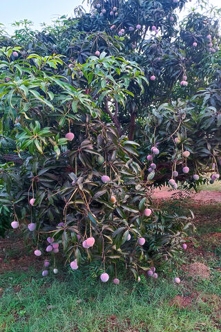 Mango Paradise: A Tropical Delight 🍑🌴