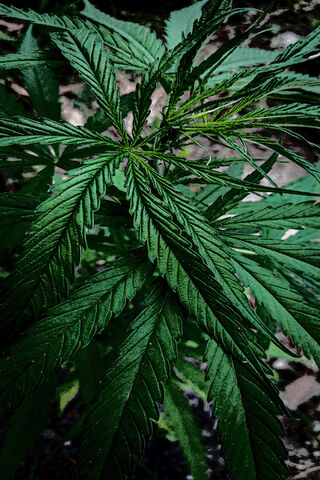 Nature's Green Wonder: The Cannabis Plant 🌿