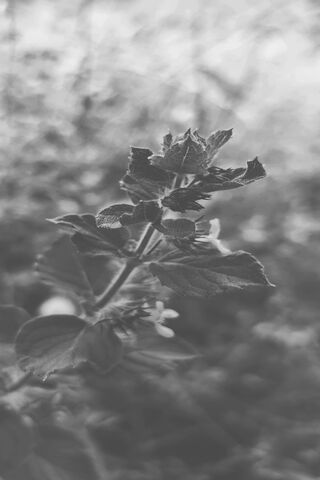 Shades of Serenity: A Monochrome Blossom