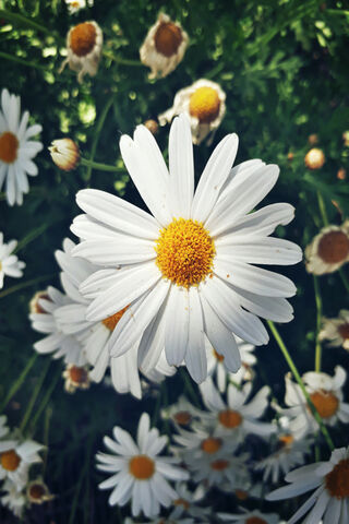Margarita: The Cheerful Daisy 🌼