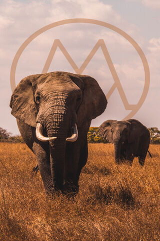 Majestic Giants of the Savanna 🐘🌾