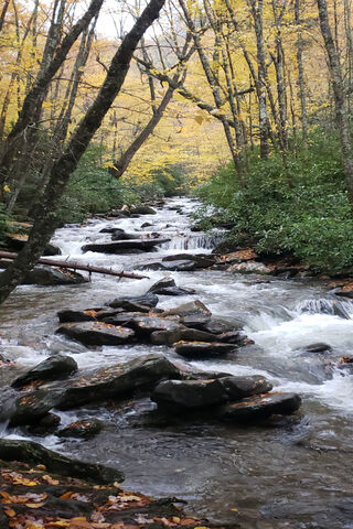 Whispers of the Mountain Stream 🌊🍂