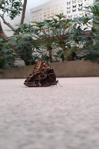 The Enigmatic Mariposa: Nature's Living Art 🦋🌿