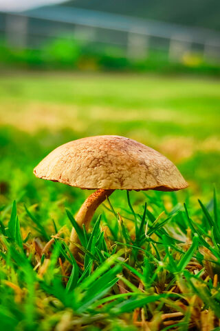 Mushroom Magic: Nature's Hidden Gem 🍄✨