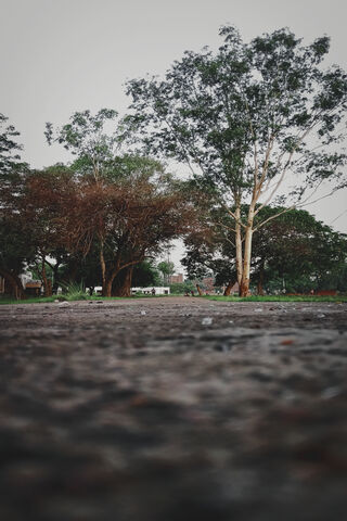 Awakening Nature: A Morning Serenity