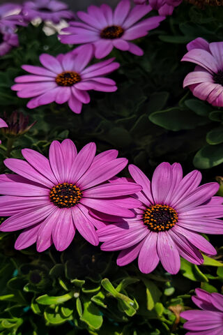 Margarita Del Cabo: A Floral Delight 🌸