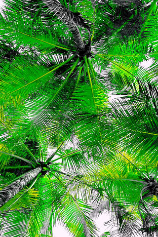 Tropical Canopy: A Palm Paradise 🌴✨