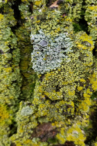 Mossy Marvels: Nature's Green Tapestry 🌿✨