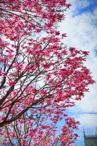 Magnolia Bliss: Nature's Pink Symphony 🌸