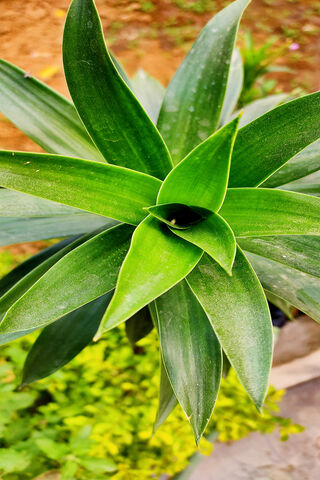 Lush Green Serenity 🌿
