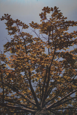 Autumn's Embrace: A Canopy of Change 🍂