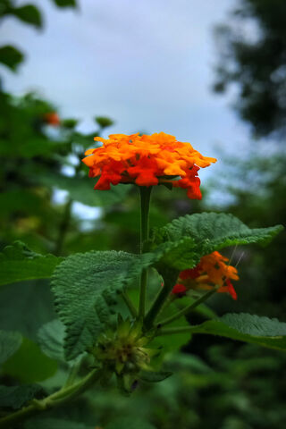 Vibrant Blooms of Nature 🌼✨
