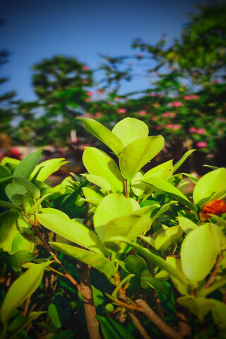 Lush Green Serenity: Nature's Embrace 🌿✨