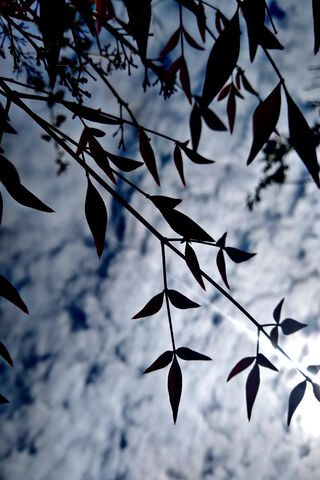 Whispers of Nature 🌿☁️