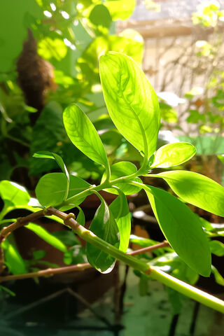 Lush Green Serenity 🌿✨