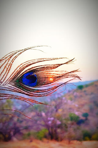 Whispers of Nature: The Peacock's Eye