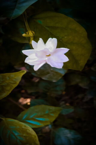 Natural Flower