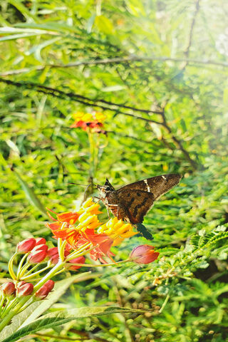 Whispers of Nature: A Butterfly's Embrace 🌼🦋