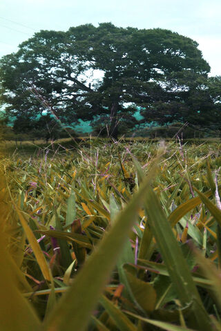 Whispers of Nature: A Tranquil Escape 🌳✨