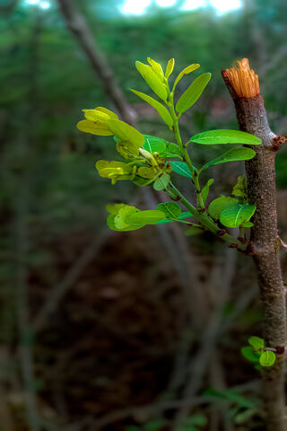 Nate Stick: Nature's Resilient Sprout 🌱