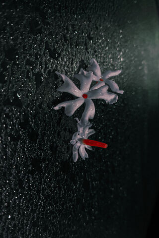 Whispers of the Night: Night Blooming Jasmine 🌙✨