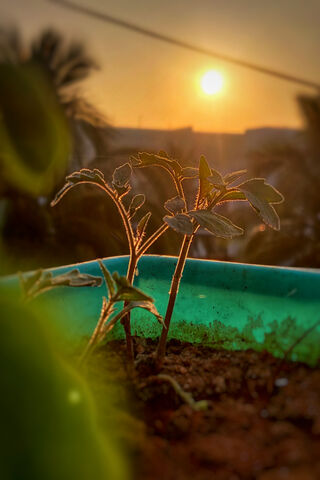 Sunrise Serenity: A New Beginning 🌅🌱