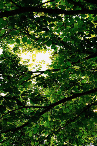 Sunlit Serenity: A Glimpse Through the Canopy 🌳☀️