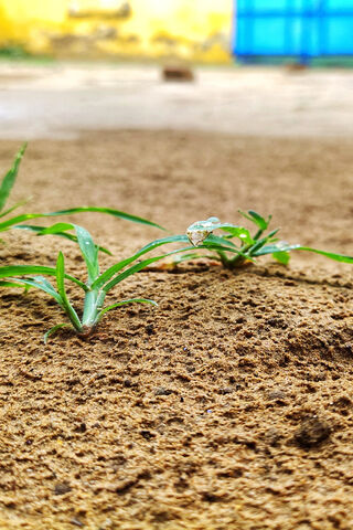 Emerging Life: Nature's Resilience 🌱