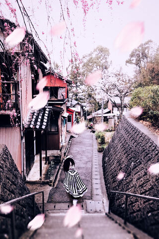 A Journey Through the Cherry Blossoms 🌸