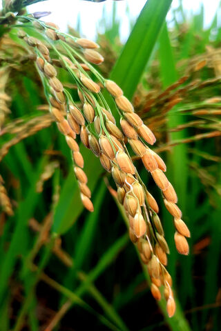Golden Grains: The Beauty of Oryza Sativa 🌾✨