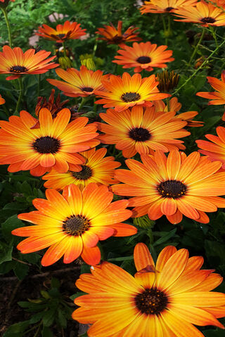 Sunset Blooms: The Vibrant Orange Flower