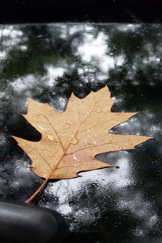 Autumn's Golden Treasure 🍂✨