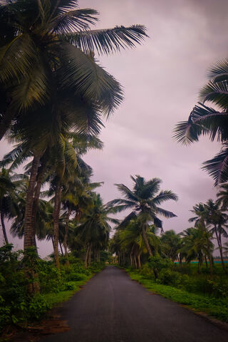 Tropical Serenity: A Journey Down the Path 🌴✨