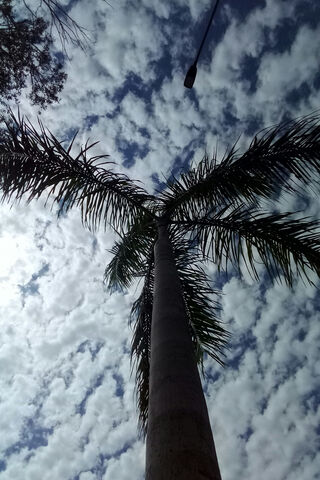 Palm Tree