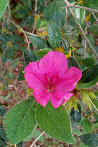 Blossoming Beauty: The Pink Azalea 🌸