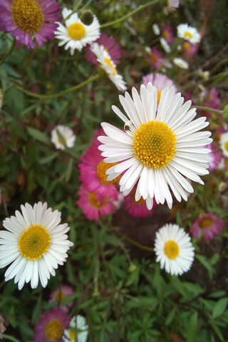 Pink Daisies