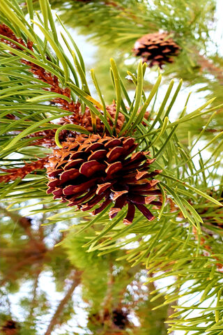 Nature's Treasure: The Pine Cone 🌲✨