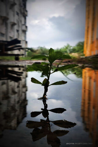 Plant In Water