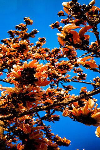 Blossoms of the Paras Tree: Nature's Vibrant Canvas 🌸🌳