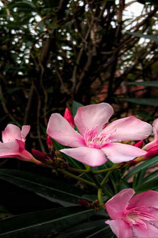 Pink Flower