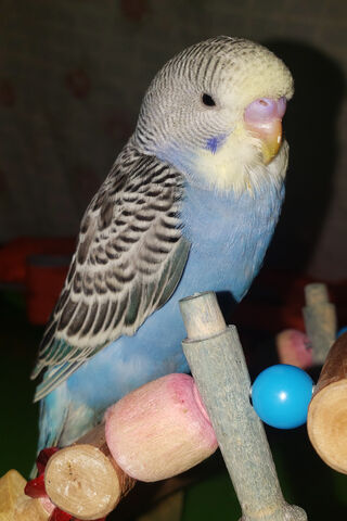 Charming Blue Zebra Parakeet: A Feathered Delight! 🐦💙